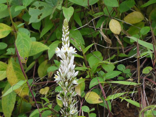 Malabar Chlorophytum
